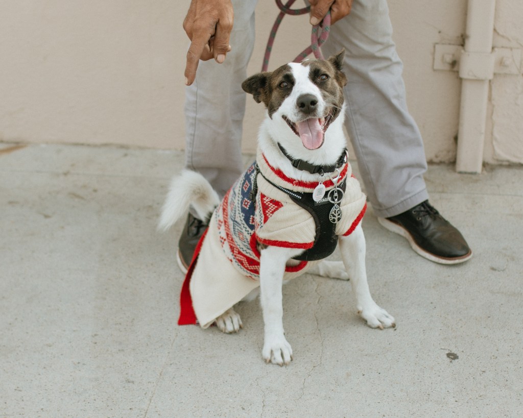 Dog wearing a holiday sweater